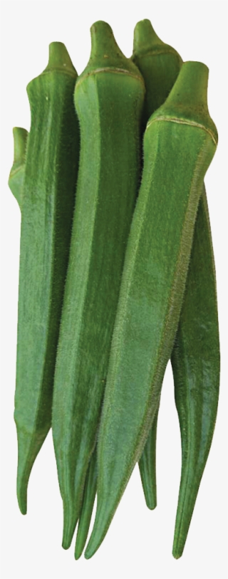 535 Indian Ocean - Okra #7609244