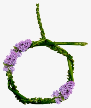 Forgetmenot - Verbena #7609959