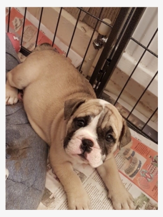 English Bulldog Pups Huu Clear - Australian Bulldog #7610671