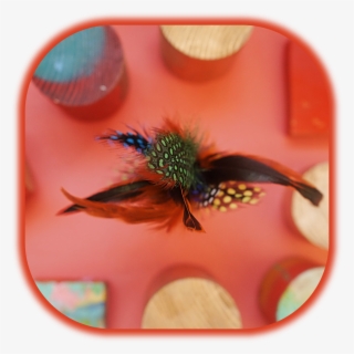 Adult Feather Tickler - Macro Photography #7610859