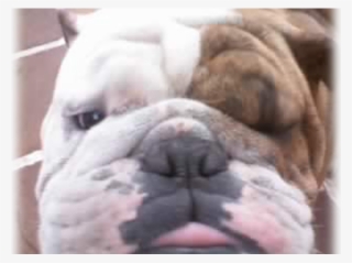 Theo's Bulldog - Australian Bulldog #7610953