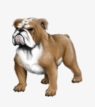 Mrc Bulldog Highres - Olde English Bulldogge #7611367