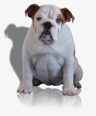 Females - Australian Bulldog #7611631