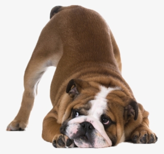 Links And Resources October 13th, 2017tcsku - Dog Butt In The Air #7612110