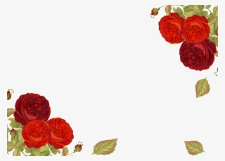 Post Navigation - Garden Roses #7612800