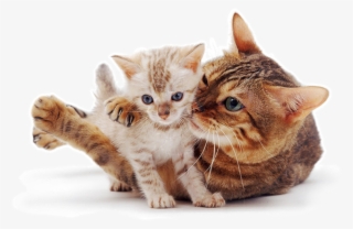 Photo Kitten Photos Raining Cats And Dogs Cute Cats - Kitten #7613055