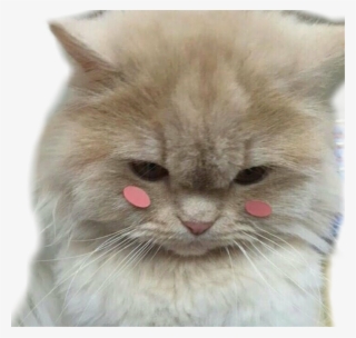 Cute Kitty Blush Shy Cat Cats Pretty Adorable - Aesthetic Cat Icon #7613118