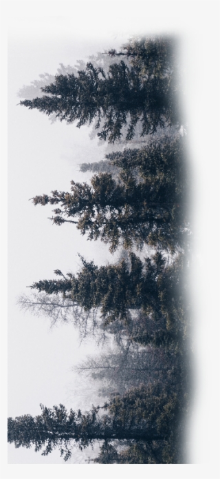 Tree Png ➤ Download - Instagram #7613832