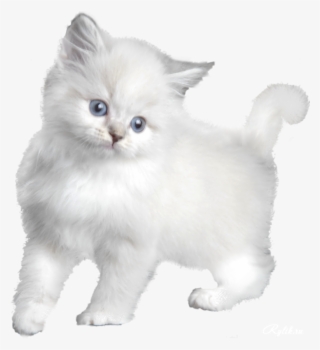 Kitten #7613869