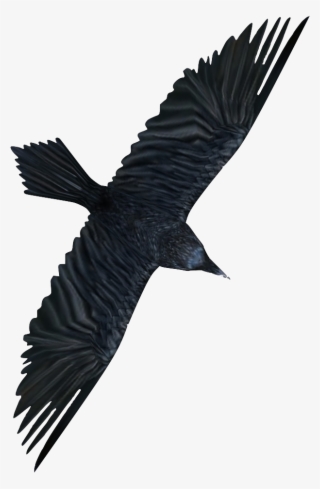 Ravens Are A Type Of Crow That Can Be Found In Abundance - Egyptian Vulture #7615054