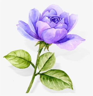 Watercolor Flowers Blue Roses Plants Png And Psd - Floribunda #7616299