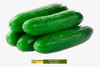 Pepino - Cucumber In Saudi Arabia #7616302