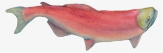 A Salmon Journey - Sockeye Salmon #7616516