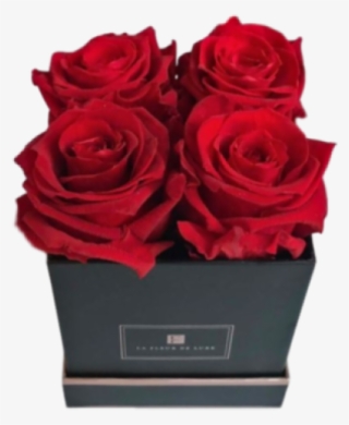 Garden Roses #7618393