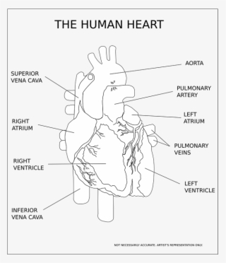 Real Human Heart Drawing At Getdrawings - Human Heart With Color - Free ...