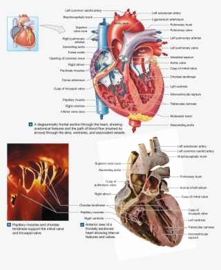 The Heart Is A Four-chambered Organ That Pumps Blood - Labelled Diagram Of Dissected Heart #7621093