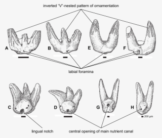 Typical Teeth Of Bransonella And Barbclabornia (e H) - Drawing #7622056