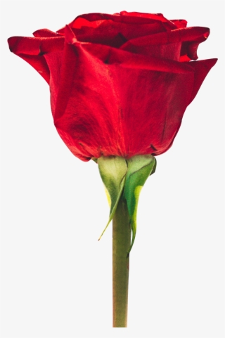 Download - Good Morning Small Flowers #7622716