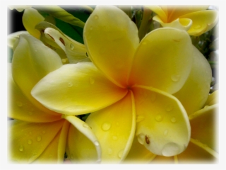 Wild Things Grow - Frangipani #7624126