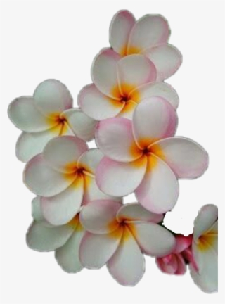 Flowers From Guam #7624532