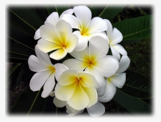 Wild Things Grow - Frangipani #7624725