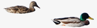 Ducks Png - Mallard #7624802