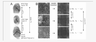 Two Loop Fingerprints (top And Middle) And 1 Whorl - Monochrome #7627351