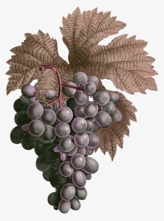 Adam's Leap Wines Is Nestled In The Beautiful Hunter - Seedless Fruit #7628052