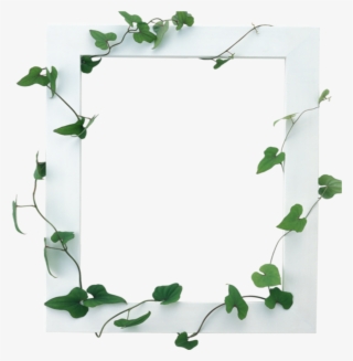 Mq White Vines Frame Frames Border Borders Border - Frames For Photoshop #7628342