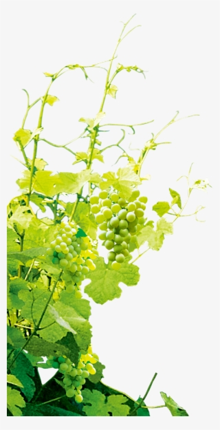 Green Grapes, Clip Art, Illustrations, Green Grape, - Grapevine Png #7628376