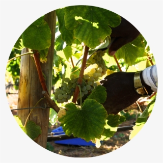 In Order To Make Fine Wine, Grapes Must Be Harvested - Grape #7628638