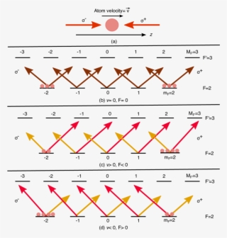 One Dimensional Schematic Of Polarization Gradient - Diagram #7628763