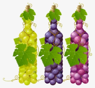 Grapes Vector #7628886