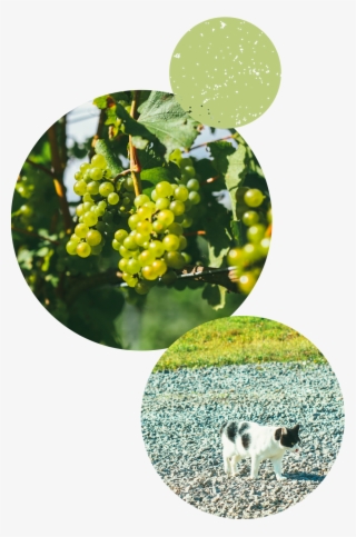 At The Mongaku Valley Winery In Yoichi, Hokkaido, We - Seedless Fruit #7629081