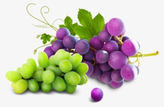 Red Wine Juice Grapes - Grape #7629547