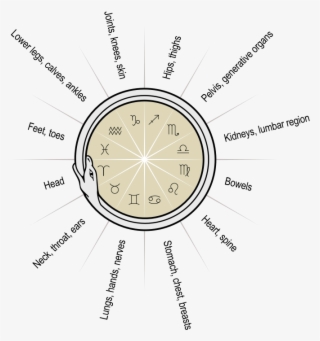The Signs Of The Zodiac And Their Anatomical Correspondences - Speak Denim #7633593