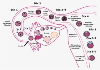 Human Fertilization-es - Fertilization Symptoms #7634205