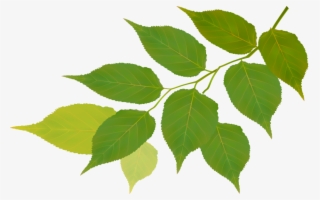 Residenciales - Fondo Hoja Naturaleza #7635478