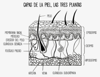 La Cubierta Recibe La Luz Del Sol - Diagram #7635517