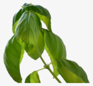 Falta De Luz En Las Plantas - Tree #7636095