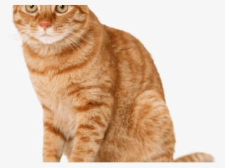 Tabby Cat Clipart Ginger Cat - Orange Cat #7637449