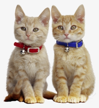 I Love Cats, Orange Tabby Cats, Ginger Cats, White - Cats Wearing Collars #7637600