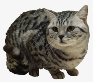 Grey Tabby Cat Clipart - Dragon Li #7637805