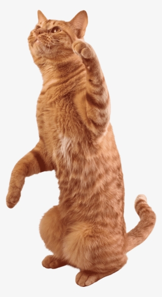 Image Royalty Free Library Tabby Cat Stock Photography - Domestic Short-haired Cat #7638361