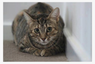 Donate To Petrescue - Dragon Li #7639011