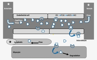 Insulin Enters The Skeletal Muscle Capillary Microvasculature - Vascular Insulin Resistance #7641917