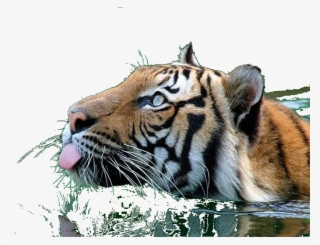 Transparent Tiger Swimming #7642566 Transparent Tiger Swimming #7642566