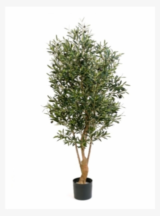 Olijfboom Twisted, 150cm - Rustic Pot Tree Png #7643588