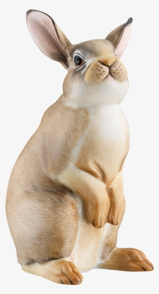 Hare #7644813