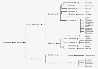 The Tree Is Based On Compiled Data From Diogo , Malabarba - Diagram #7644823